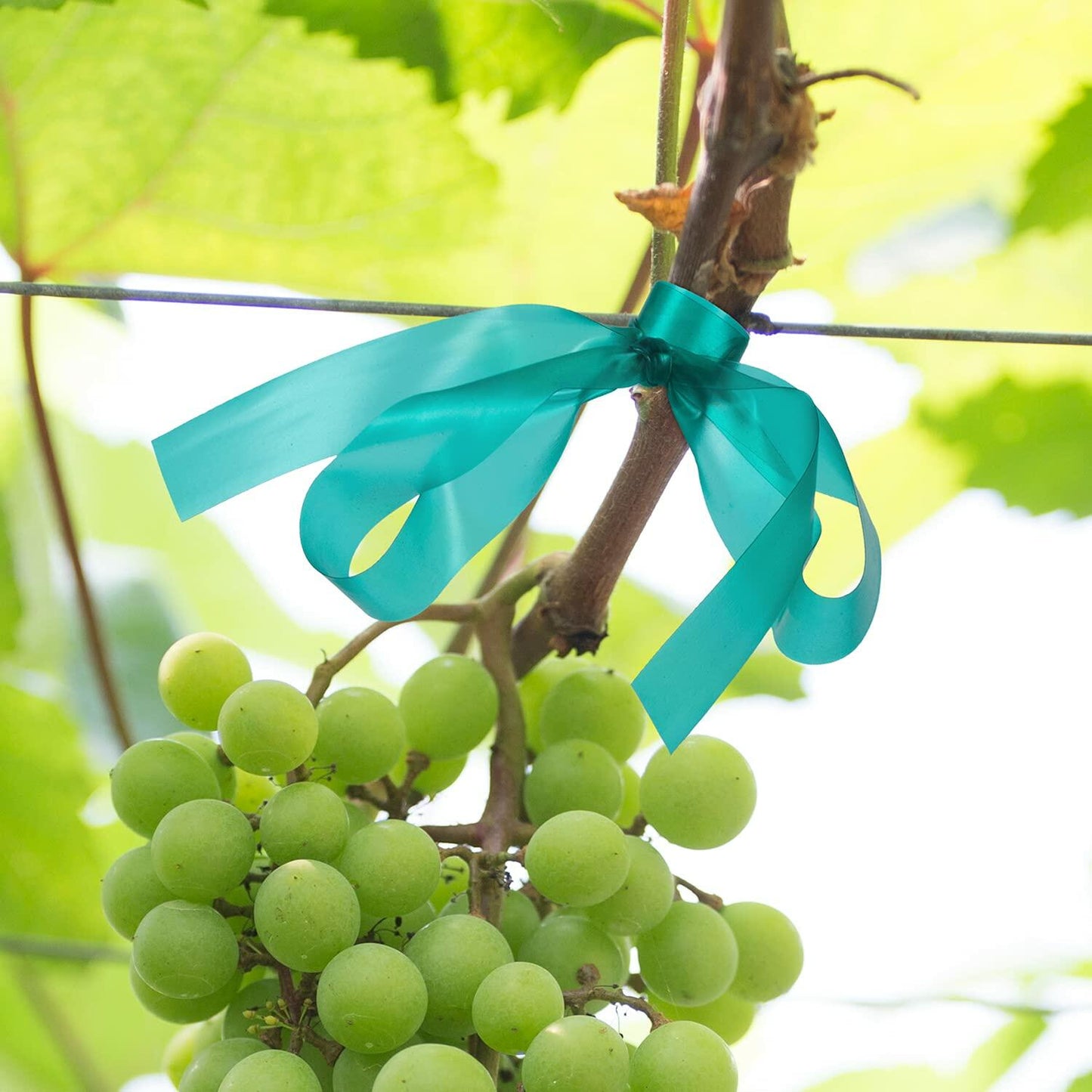 IKAYAS 300Ft Garden Plant Tape Rolls 2-Pack Reusable Tomato Plant Support